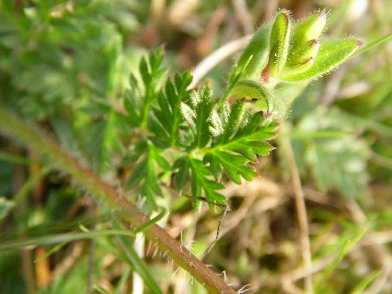 Erodium cicutarium